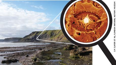 Alcuni nanofossili spettrali sono stati recuperati dalle rocce giurassiche nello Yorkshire, nel Regno Unito.