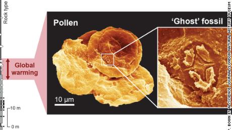 Este gráfico muestra cómo se han comparado los diminutos fósiles fantasma con el polen fosilizado. 
