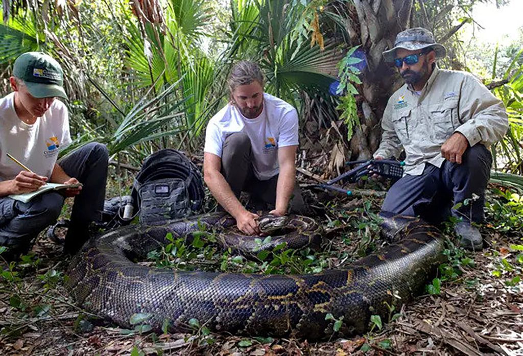Después de graduarse en finanzas, Pavlidis lucha con cocodrilos durante el día para los turistas en los Everglades y caza serpientes por la noche.