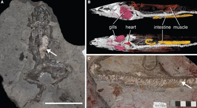 Ejemplos de tejidos blandos de fosfolípidos en fósiles: (a) El estómago de una rana con un vacío de fosfolípidos;  (b) Imagen de micro-CT de un fósil de pez brasileño con órganos internos faríngeos;  (c) Serpiente colobrida con piel de fosfato.