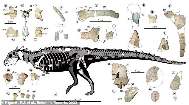 Se une a Stegosaurus, Ankylosaurus y otros dinosaurios con armadura en un grupo llamado Thyreophora.