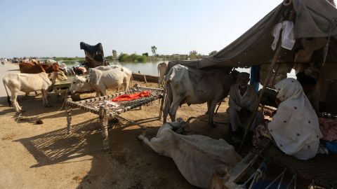 Las personas se refugian en las inundaciones monzónicas sin precedentes, en Jafarabad, Pakistán, el lunes 5 de septiembre de 2022.