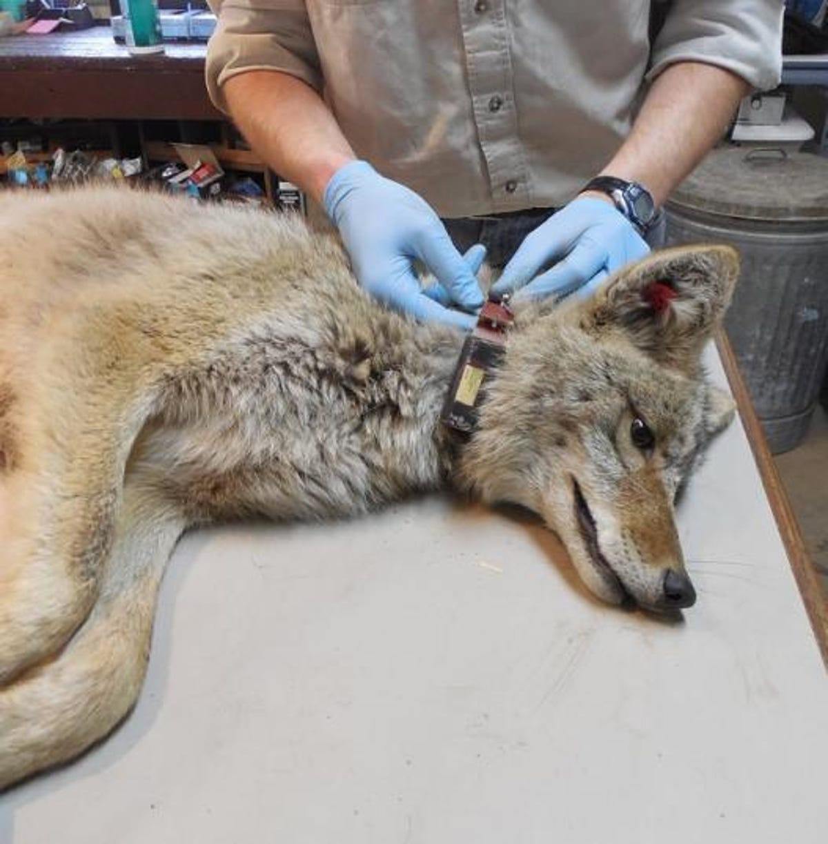 Un investigador enguantado le coloca un collar a un lobo que yace de lado.